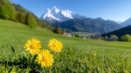 Obraz premium Idyllic springtime scenery in the Alps features blooming meadows, vibrant flowers, and stunning mountain peaks under a sunny sky.