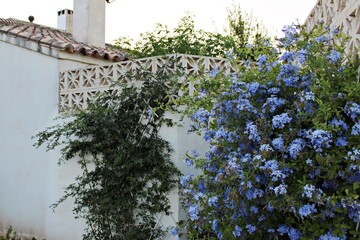 Blooming blue plumbago flowers against mediterranean garden wall