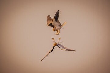  A dynamic, mid-air shot of two birds, likely kites or a similar raptor species, engaging in a dramatic interaction. One bird is positioned above the other, with its talons extended,