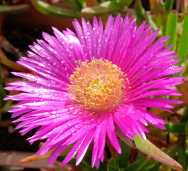 fiore colorato sbocciato e coperto di rugiada, a colorful flower that has bloomed and is covered in dew