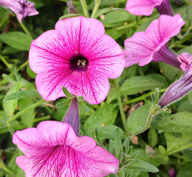 fiore colorato sbocciato e coperto di rugiada, a colorful flower that has bloomed and is covered in dew