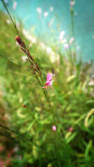 Delicate Gaura Flowers Blooming in Natural Garden Setting