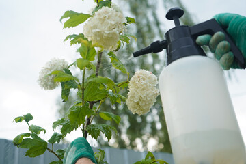 In a thriving garden, a person is spraying a protective liquid, with viburnum leaves showing damage...