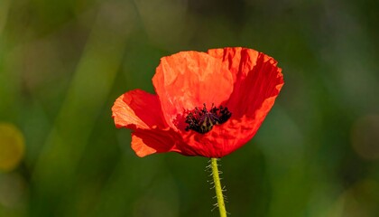 Fototapeta premium Vibrant red poppy in natural light