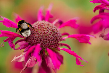Pollinator Crisis