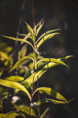 Leaves. Sunny June day in the forest. Close-up on a blurred background.