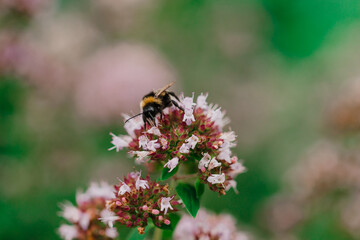 Pollinator Crisis