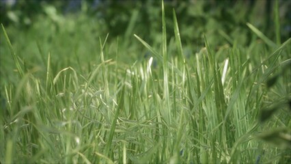 Tall, vibrant blades of grass dance softly in the gentle breeze under the warmth of the sun. The serene landscape evokes feelings of tranquility and connection with nature.
