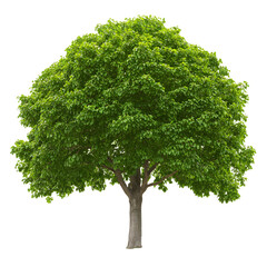 Frontal Walnut Tree Isolated on White Background for Creative Designs