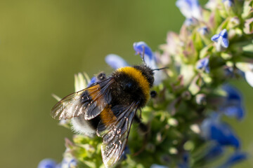 Abeille butinant une fleur