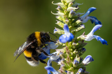 Abeille butinant une fleur