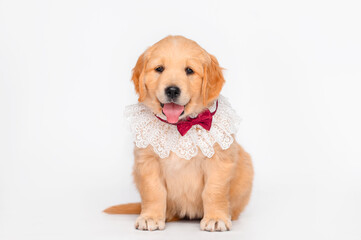 Little golden retriever and labrador puppies on a white isolated background sit in smart collars. Elite dogs	
