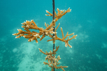 Coral Reef Restoration and conservation project with coral cuttings hanging on a frame to brow, located in Antigua, Caribbean
