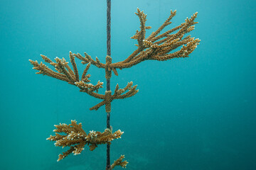 Coral Reef Restoration and conservation project with coral cuttings hanging on a frame to brow, located in Antigua, Caribbean