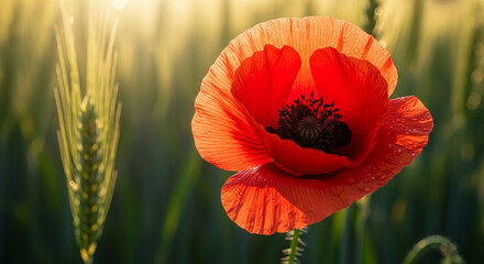 Close-up of red poppy flower with dew drops, wheat in soft focus background, showcasing nature's beauty and tranquility, perfect for summer or nature themes
