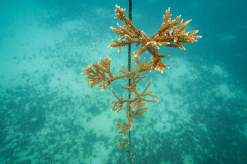 Coral Reef Restoration and conservation project with coral cuttings hanging on a frame to brow, located in Antigua, Caribbean