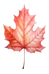 Obraz premium Sugar Maple leaf maple plant tree.