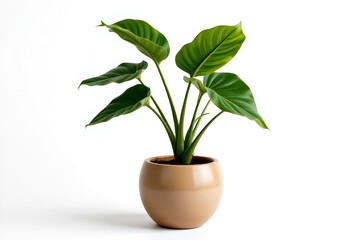 A close-up shot of a lush green plant in a ceramic pot, evoking feelings of tranquility and natural beauty