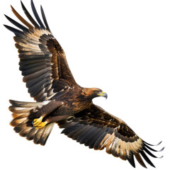 Majestic golden eagle soars powerfully through the air with wings fully extended