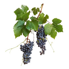 Ripe concord grapes hanging from the vine with green leaves