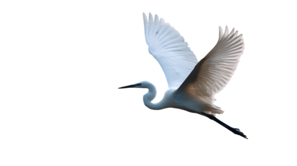Great Egret in Flight, isolated on transparent background