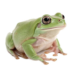 Obraz premium Close-Up of Green Tree Frog with Big Eyes