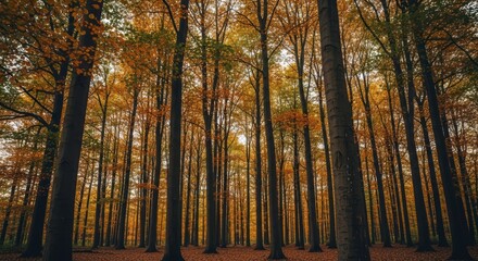 Fototapeta premium Dense autumn forest with tall trees and vibrant foliage in tranquil woodland setting