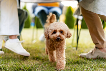 Small dog walking on grass in a garden with people sitting at the table