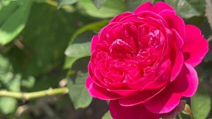 pink rose in garden