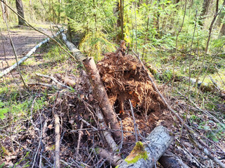 Obraz premium Forest landscape featuring fallen trees and uprooted stumps in a tranquil natural setting