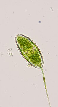 Live Euglena Viridis in a Bright Field Micrograph A Representation of Cellular Movement


