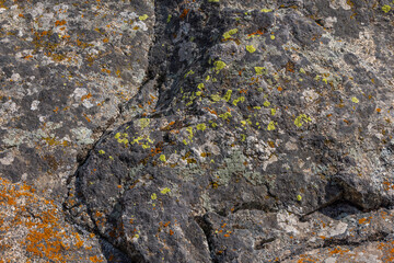 Close-up of rock covered in various lichen types - sharp focus full-frame background and texture.