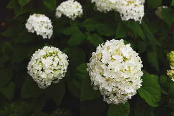 Close-up of white hydrangea flowers in full bloom with lush green leaves in the background....
