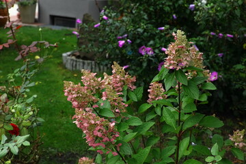 Close-up of pink hydrangea paniculata flowers in the garden with green leaves. Beautiful summer floral background.