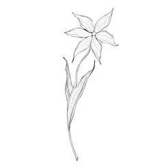 Elegant hand-drawn sketch of a single lily-like flower with six petals. Delicate monochrome botanical line art illustration isolated on a white background
