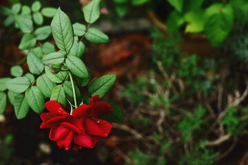 Close-up of a red rose with green leaves and water droplets, symbol of love and romance. Natural floral background.
