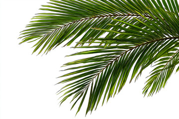 Obraz premium Fronda di palma verde brillante nell’angolo, su sfondo bianco. Elemento tropicale pulito e scontornabile, ideale per inviti estivi, branding travel, pattern freschi, poster e composizioni.