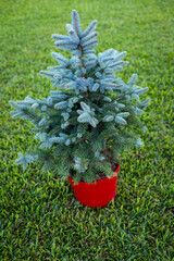 Small blue fir in a red pot