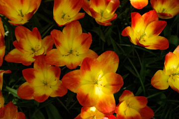 orange and yellow flowers
