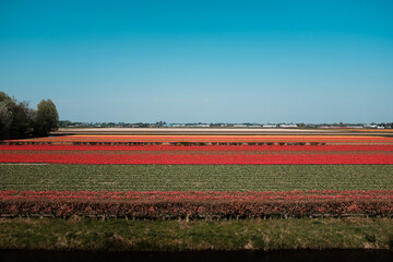 field of tulips