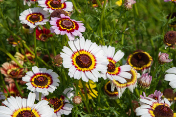 Obraz premium White flower. Ismelia carinata, the tricolour chrysanthemum, tricolor daisy, or annual chrysanthemum. Flower meadow for background, post, screensaver, wallpaper, postcard, banner, cover, website