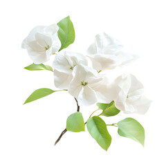 Elegant White Bougainvillea Flowers and Leaves for Visual Concepts