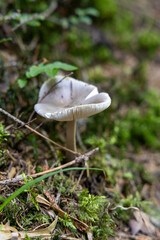 Mushroom in the green forest