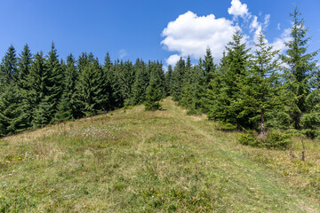 Fototapeta premium Mountain landscape in the summer day