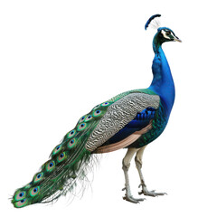 Fototapeta premium Majestic peacock displaying vibrant plumage against a stark image