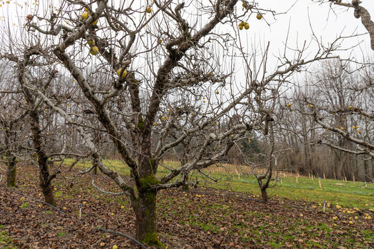 Gradual hillside with apple trees bearing fruit, no leaves winter with gray sky, aging metaphor, horizontal aspect