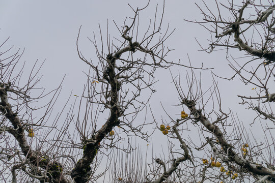 Gnarly apple trees in winter, tree still bearing fruit, no leaves, aging productivity metaphor, horizontal aspect