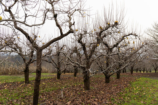 Row of old apple trees in winter, no leaves but still bearing fruit, old age metaphor, gray sky, horizontal aspect