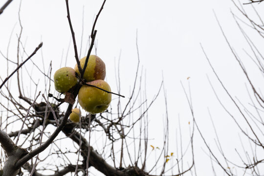 Trio of apples on an apple tree in winter, wet with recent rain against a gray sky, no leaves, metaphor for old age, horizontal aspect