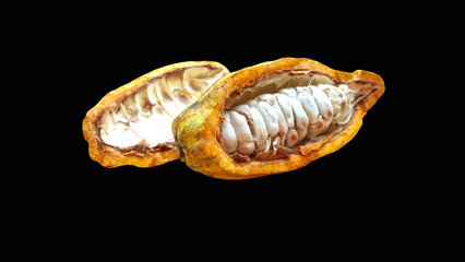 Chocolate ingredients, cocoa pods, cocoa beans,  on black background. 